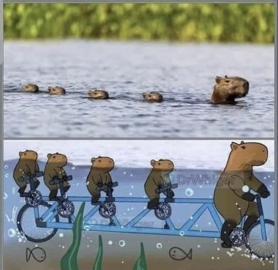 sciencegirl's tweet photo. single file capybara, and this is why it happens https://t.co/gISlta77sJ