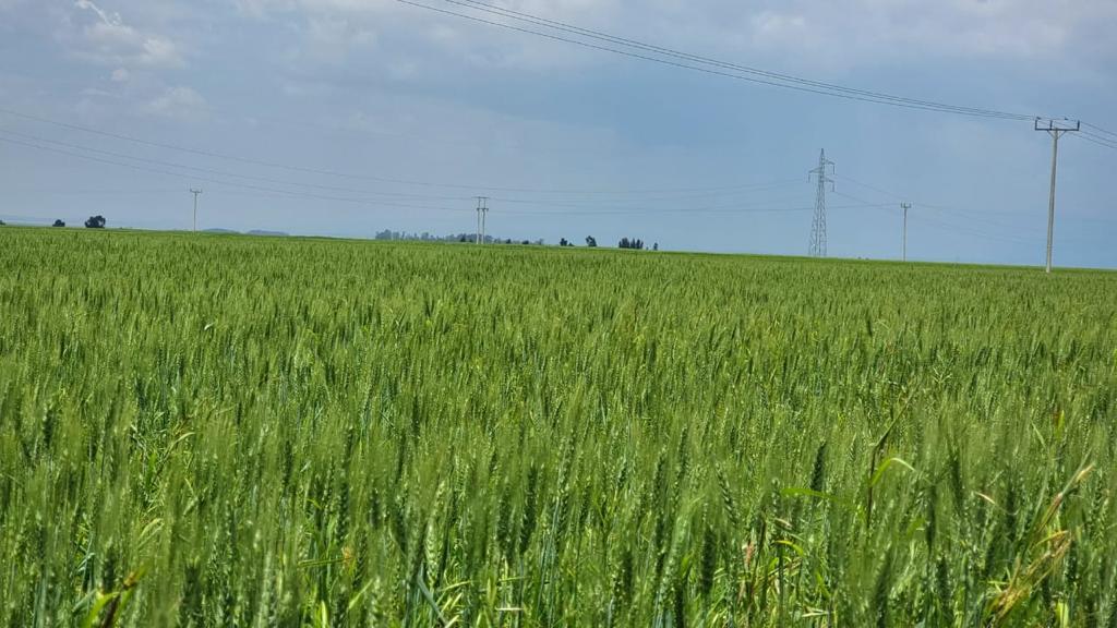 AbiyAhmedAli's tweet photo. To attain true freedom, we must enhance productivity. We have a wonderful country with enough water, enough land, and more than enough youth population. Freedom becomes meaningless unless we free ourselves from the shackles of dependency. We have embarked upon an important historical journey to cease aid dependency through strengthening agricultural productivity.