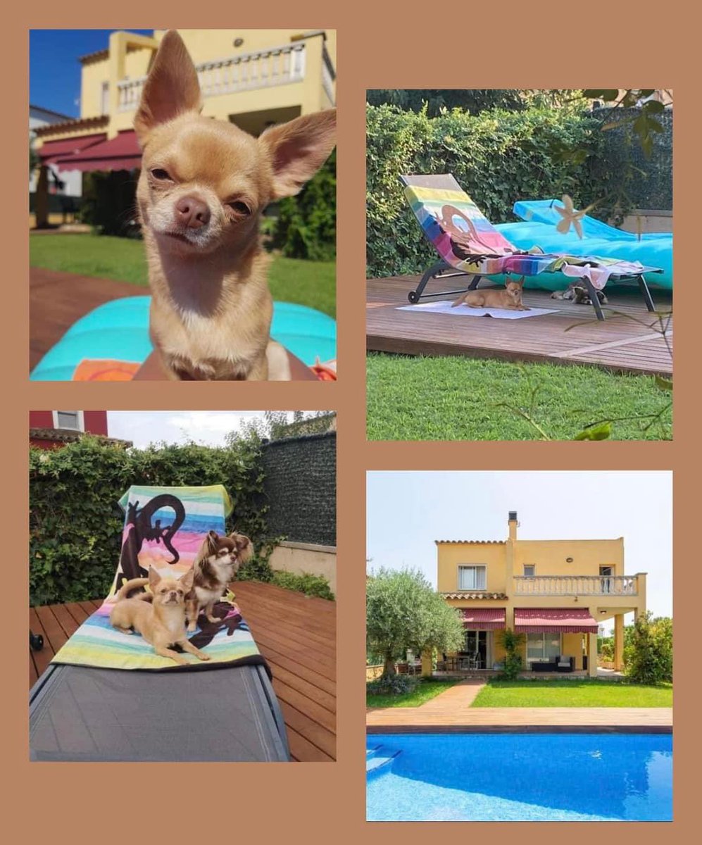 vgoller's tweet image. 🏡 At Villa Violant 🐶 Pets are Welcome

🐶 Pets are part of the family, they are family and you love to travel with them. Your pet is welcome in our Pets Friendly accommodations. 

#pets #petsfriendly #vacationrental #petfriendlyaccommodation #vacationhomes #costabrava @Airbnb