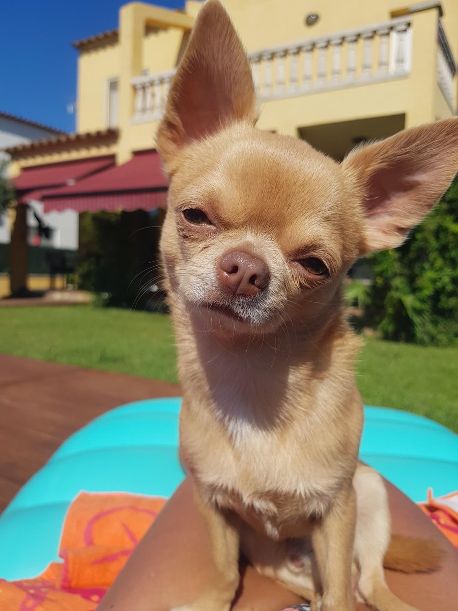 vgoller's tweet image. 🏡 At Villa Violant 🐶 Pets are Welcome

🐶 Pets are part of the family, they are family and you love to travel with them. Your pet is welcome in our Pets Friendly accommodations. 

#pets #petsfriendly #vacationrental #petfriendlyaccommodation #vacationhomes #costabrava @Airbnb
