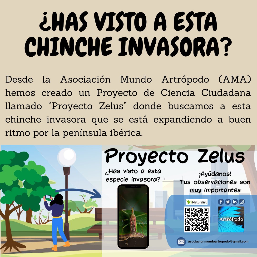 MundoArtroPodo's tweet image. El primer proyecto de la Asociación Mundo Artrópodo (AMA)

📢 𝙋𝙍𝙊𝙔𝙀𝘾𝙏𝙊 𝙕𝙀𝙇𝙐𝙎

¿Has visto a la chinche invasora Zelus renardii? Posiblemente la respuesta sea sí, y si no la has visto, de aquí a unos años posiblemente lo hagas.