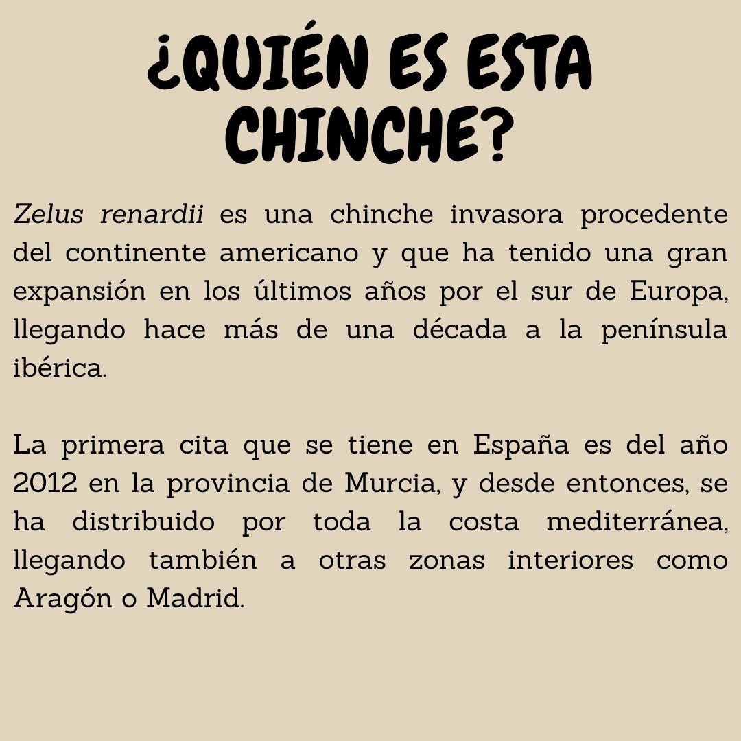 MundoArtroPodo's tweet image. El primer proyecto de la Asociación Mundo Artrópodo (AMA)

📢 𝙋𝙍𝙊𝙔𝙀𝘾𝙏𝙊 𝙕𝙀𝙇𝙐𝙎

¿Has visto a la chinche invasora Zelus renardii? Posiblemente la respuesta sea sí, y si no la has visto, de aquí a unos años posiblemente lo hagas.
