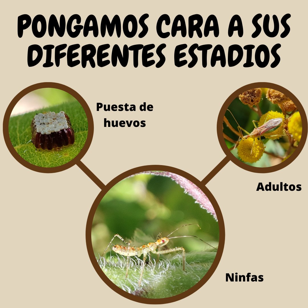 MundoArtroPodo's tweet image. El primer proyecto de la Asociación Mundo Artrópodo (AMA)

📢 𝙋𝙍𝙊𝙔𝙀𝘾𝙏𝙊 𝙕𝙀𝙇𝙐𝙎

¿Has visto a la chinche invasora Zelus renardii? Posiblemente la respuesta sea sí, y si no la has visto, de aquí a unos años posiblemente lo hagas.