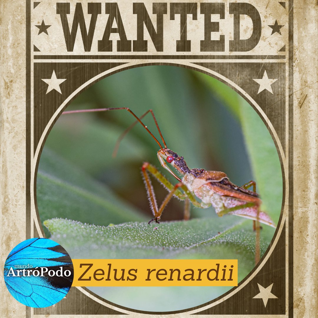 MundoArtroPodo's tweet image. El primer proyecto de la Asociación Mundo Artrópodo (AMA)

📢 𝙋𝙍𝙊𝙔𝙀𝘾𝙏𝙊 𝙕𝙀𝙇𝙐𝙎

¿Has visto a la chinche invasora Zelus renardii? Posiblemente la respuesta sea sí, y si no la has visto, de aquí a unos años posiblemente lo hagas.