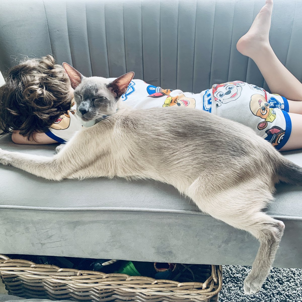 thecatvet's tweet photo. Willie the Wondercat isn’t sure what this whole sleeping with one leg bent thing is all about but he’s prepared to give it a go anyway. #happycaturday everyone!

#cats #cat #catlove #catlover #catlovers #catlife #happycats  #thecatvet #catloversclub #kitty #cutecats #housecat https://t.co/KOyGNRje63