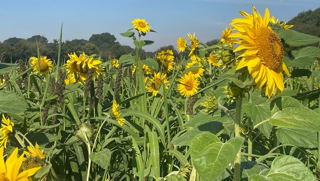 When you have some leftover sunflower seed, you might as well pop them in your farm's floral borders! It's been lovely seeing all the bee visits to this beauties recently. Sometimes they even nap behind the flower 🐝💤 📷️: Tim, Farm Team