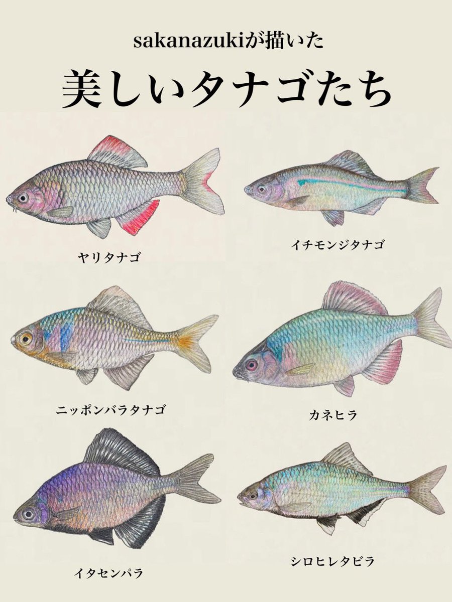 魚の魅力をもっと多くの方へ タナゴの仲間は繁殖期になると オスは