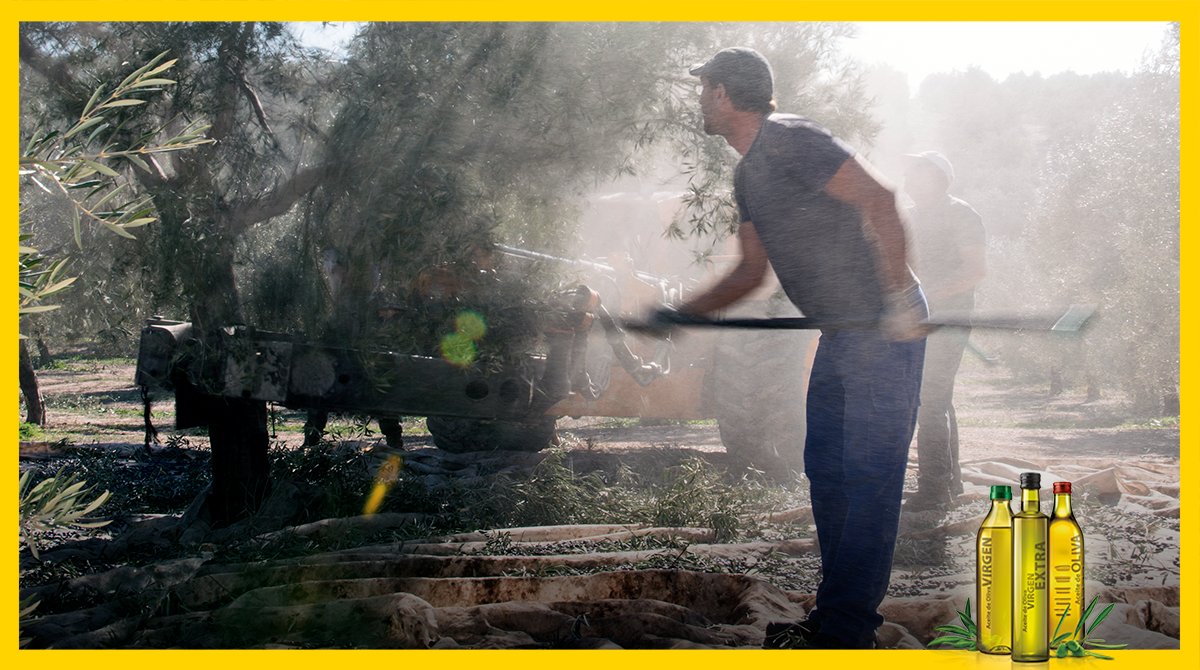 Celebramos el #DiaMundialdelaAgricultura con ellos; nuestros agricultores. Sin vosotros nuestros maravillosos Aceites de Oliva de España, pilares de la Dieta Mediterránea, no serían posibles. ¡Gracias!  #AceitesDeOlivaDeEspaña #ParaTodaUnaVida #PorAlgoSerá #ElPaísMásSaludable