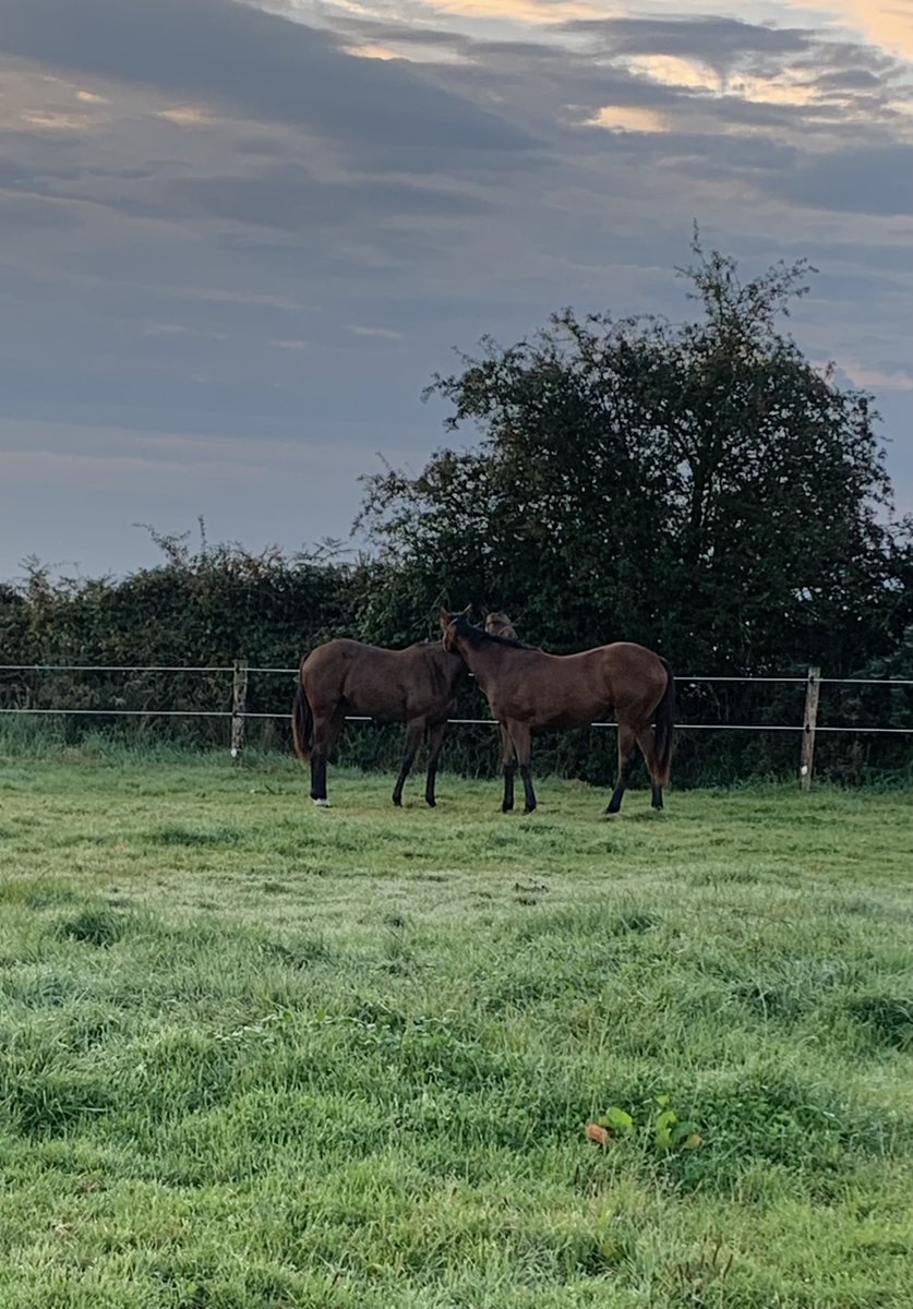 Our 2 yearling fillies well into prep #GoffsAutumnSales …. absolutely loving it #duckstowater #Calyx #Equiano #breeding #pinhooking #thoroughbreds #flatracing #racehorsesofthefuture 🐎🐎 #beauties @Goffs1866