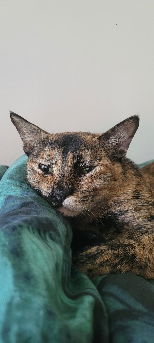 Ditto tweet media