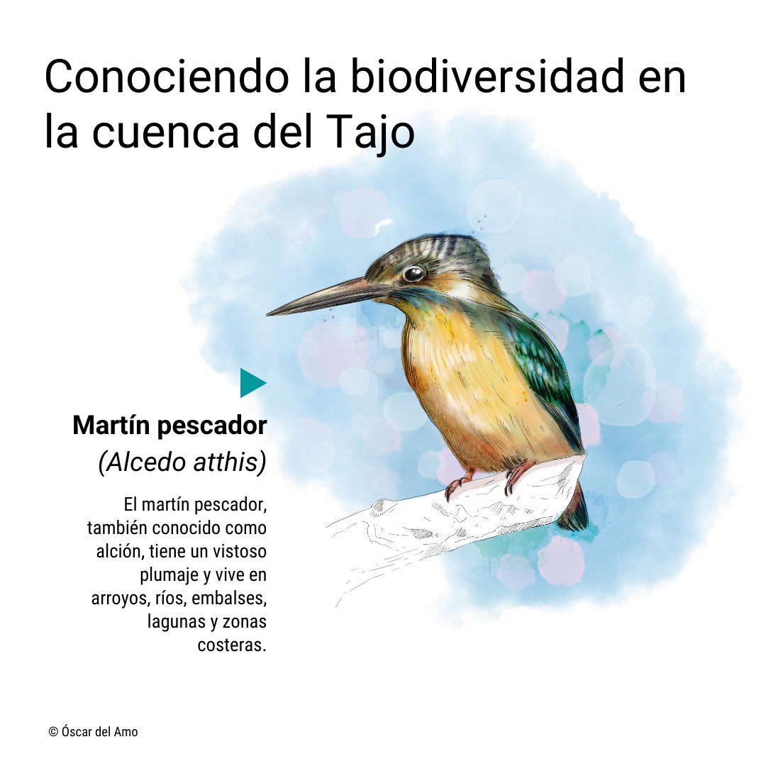 El Martín Pescador (Alcedo Atthis) es una pequeña ave vinculada a cursos fluviales permanentes, que está ampliamente distribuida en la Península Ibérica. Es muy sensible a la degradación del ecosistema fluvial por alteración de los cursos naturales.
n9.cl/3rt11