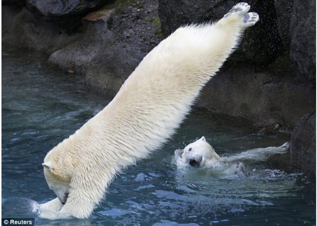 swayment's tweet image. I’m going to love more and give myself a mental health boost by cold water swimming. Just entered the #polarbearchallenge
#pinksock