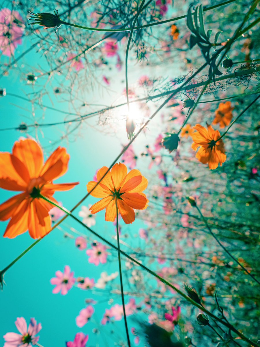 noco｜花の写真家 tweet media