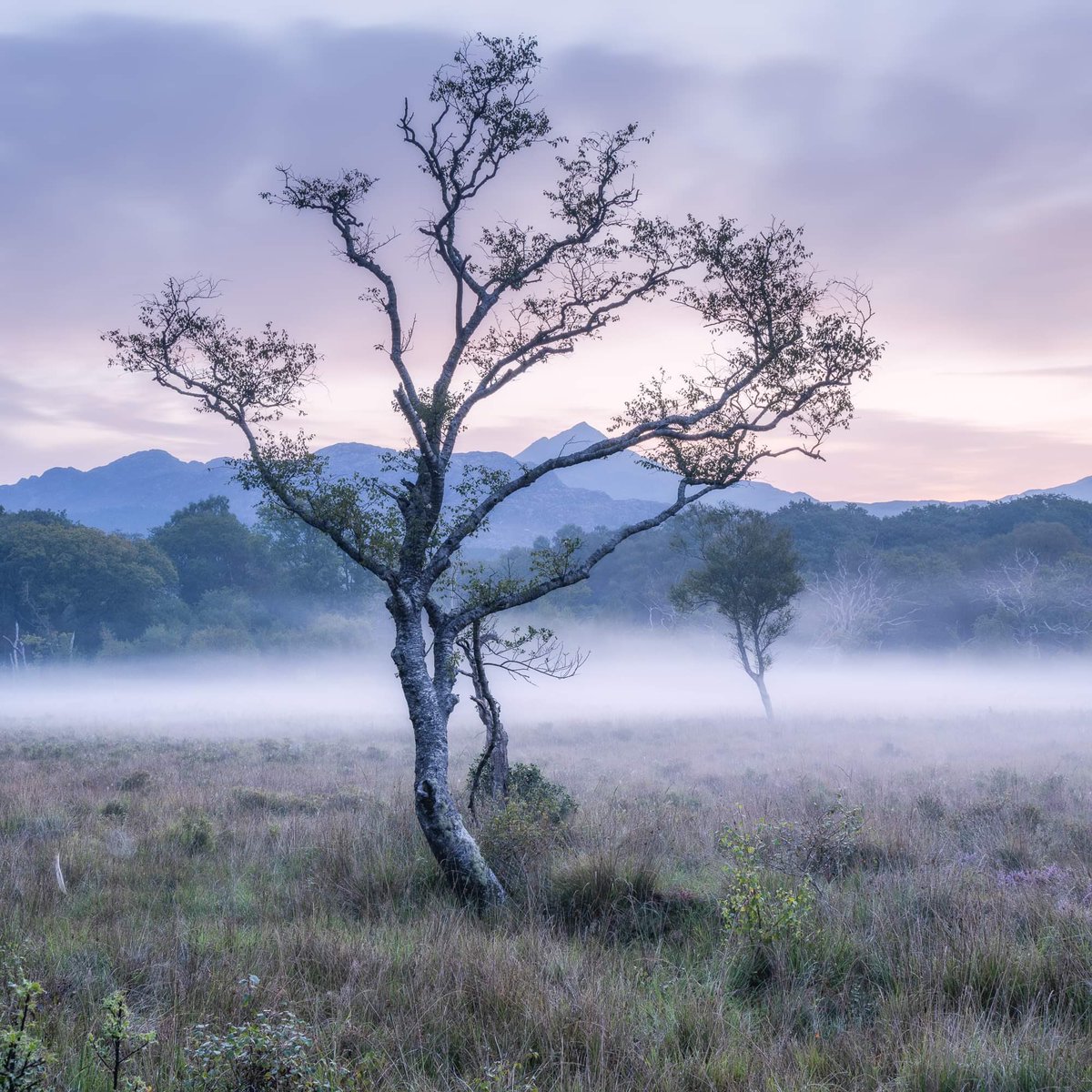 Brad’s Birch.

A scene that <a href="/bradcarrphotos/">Brad Carr</a> first discovered two years ago and he kindly introduced me to this area earlier in the year. We recorded shortly after this fantastic morning for his podcast Finding Light, the conversation can be watched here. 

youtu.be/ZzdY5jxBfD0?si…