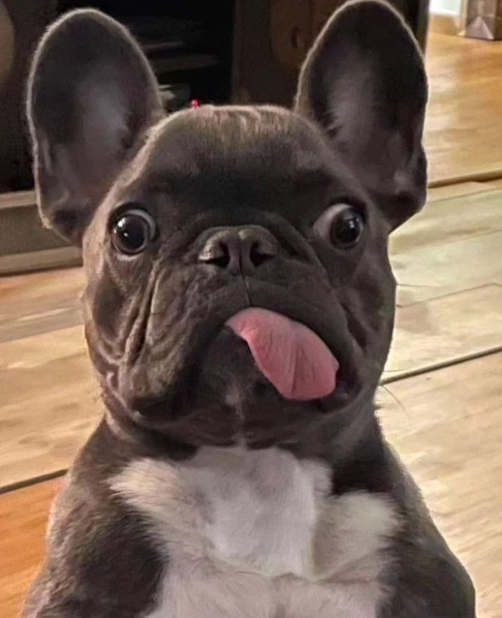 Cuty looks frenchie