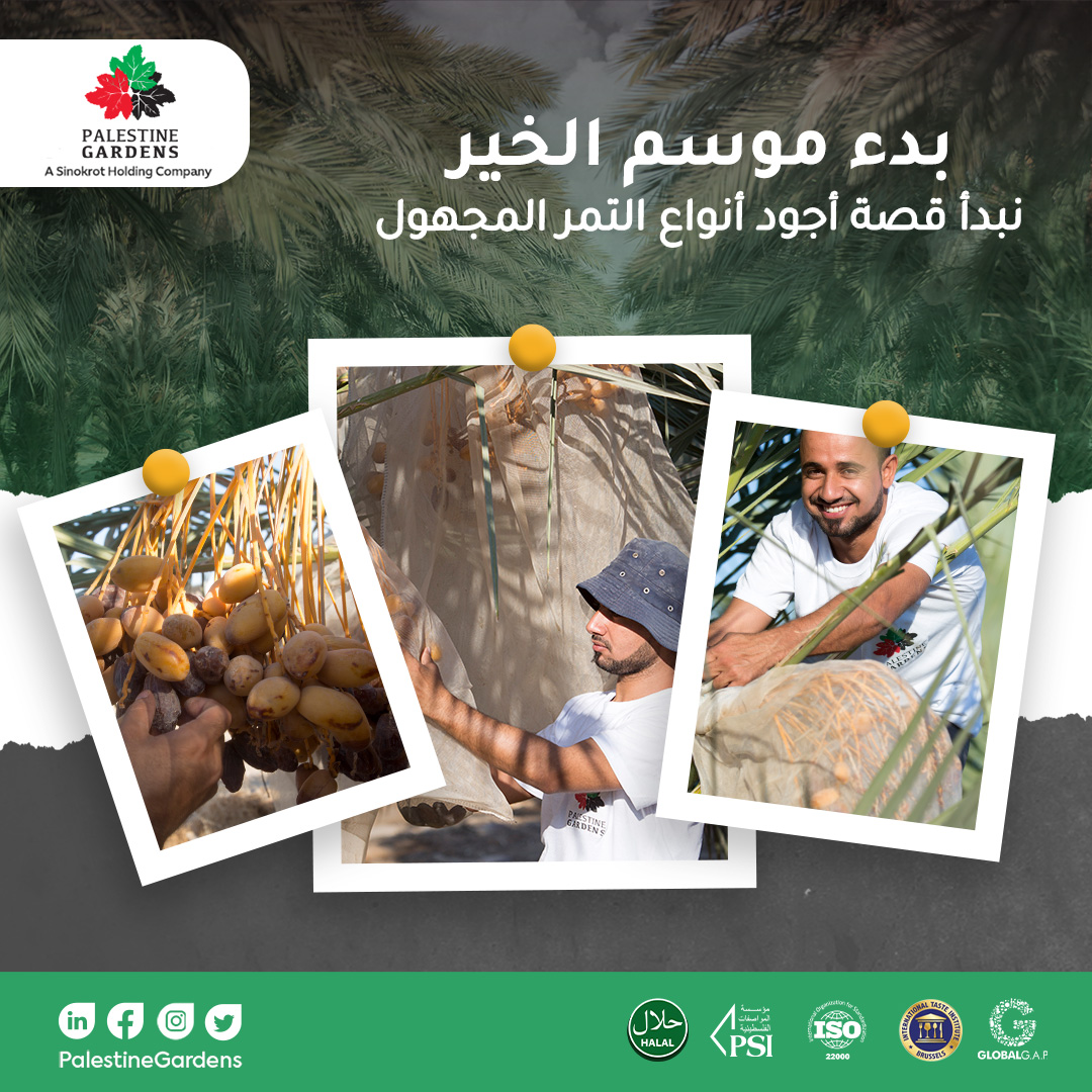 PalGardens's tweet photo. أجود التمور المجهولة تأتيكم من مزارع بال جادرنز في أغوار أريحا

#سنقرط #تمر_المجهول
#PalestinianMedjoulDates 
#medjooldates https://t.co/zefps7imtI
