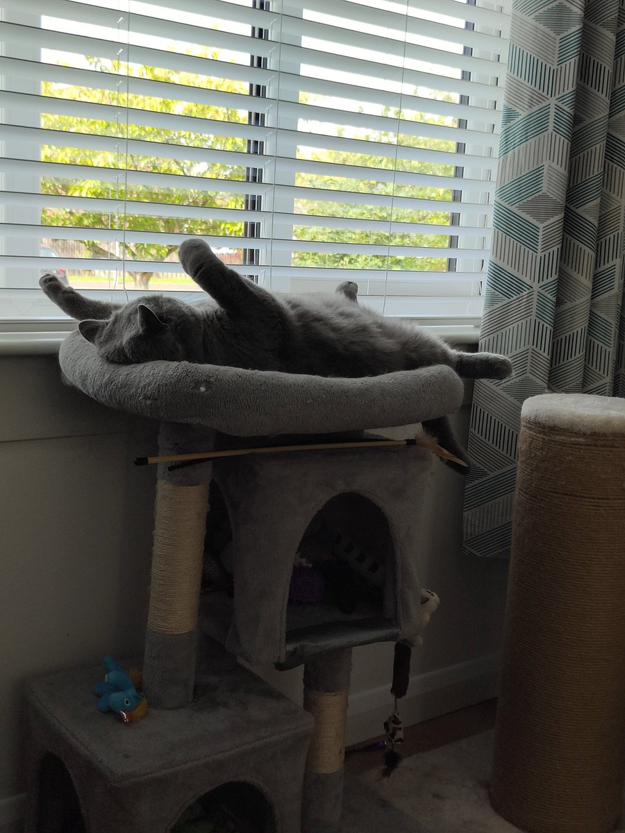 Put your paws in the air for #Caturday