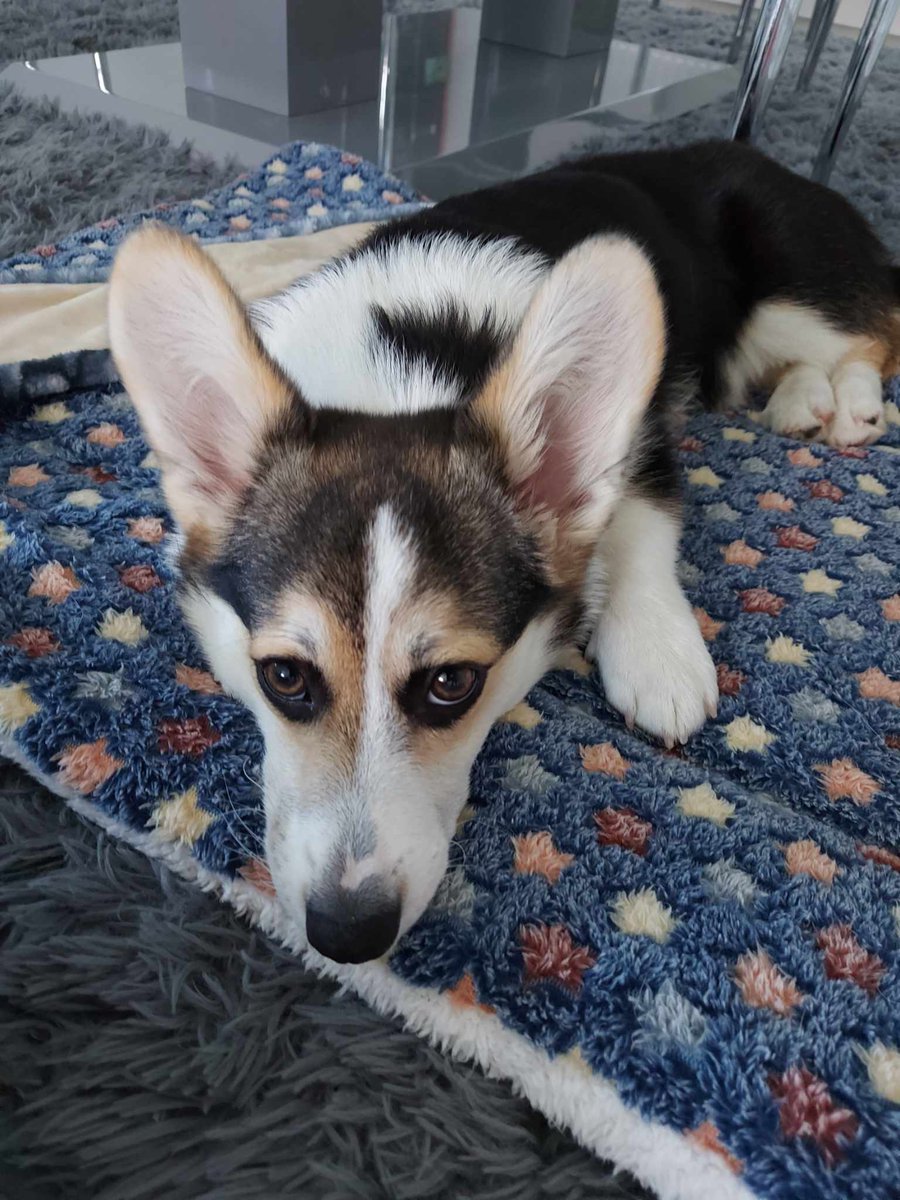 Sad Abbey because <a href="/PetsatHome/">Pets at Home</a> sent maxi not medium puppy food and I had to explain to Abbey she isn't a maxi breed.