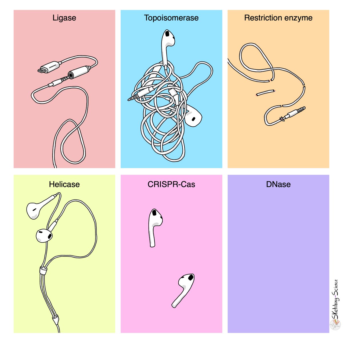 🎧🧬 DNA Enzymes explained with earphones! 🎧🧬 Good for teaching! 
•Helicase: untangles the double helix structure of DNA
•Topoisomerase: relieves tension created by unwinding of DNA strands
•Ligase: joins broken ends of DNA strands together
•Restriction enzyme: cuts DNA at