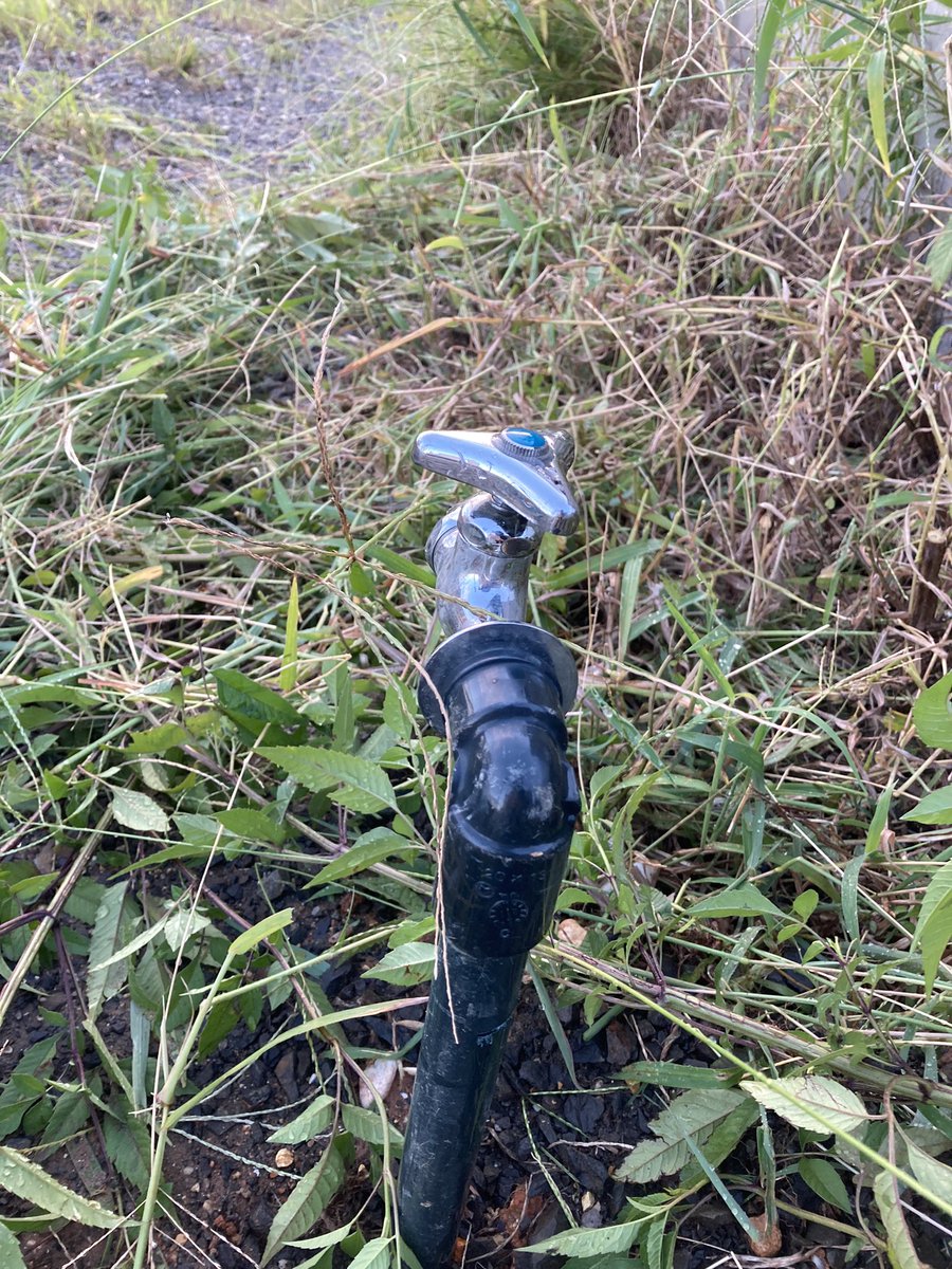h_murphys's tweet photo. 夏休みに購入した芝刈り機で雑草退治🌱持ち手が不良で手で支えていたら、両腕が産まれたての子鹿並に震える🫨
あげく���道配管切って水がプシャー状態💦まだ工事途中で元栓切り替えてなかったのが不幸中の幸い。もう自分でやらずプロにお願いしようかな💦 https://t.co/GP746juMI3