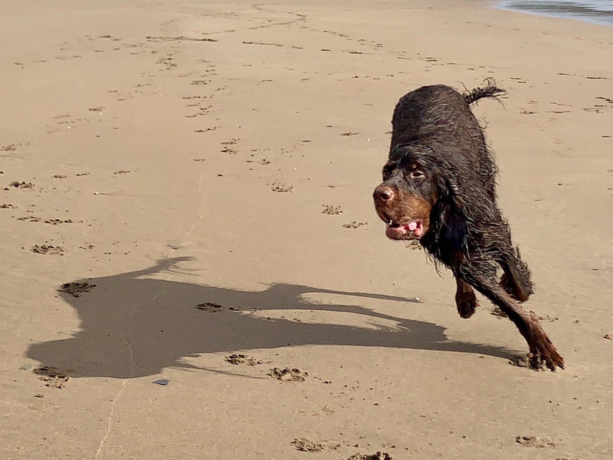 #HappyDogDay <3 Our 3 Sophie, George and Charlie in their #happyplace❤️
Lets see your dogs happy photos
#dogsonholidayuk #dogfriendly #DogFriendlyHolidayAccommodation #comeandstayandplay #localbeach #enclosedgarden #southdevonholidaycottage #multipledogwelcomingholidayhome