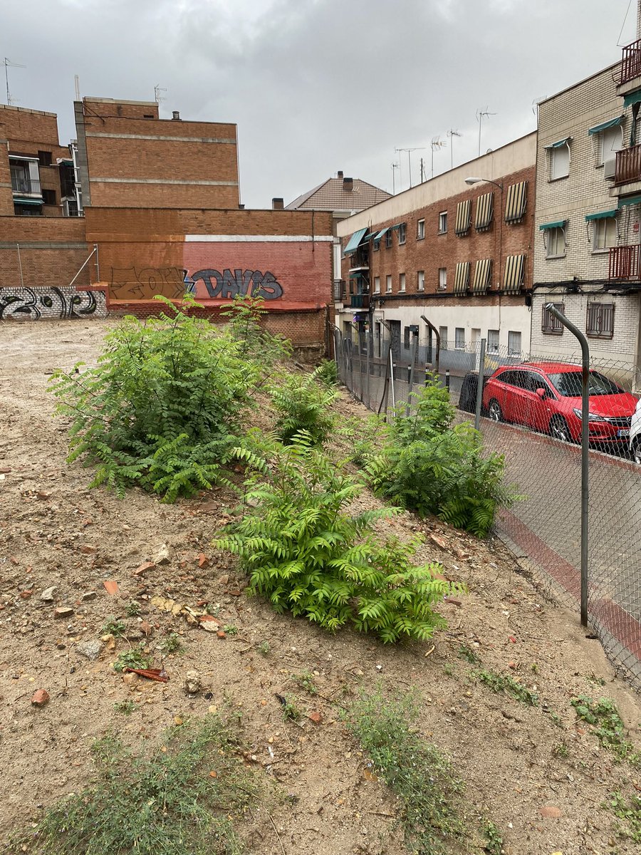 🌳Mesa del Arbol de Carabanchel tweet media