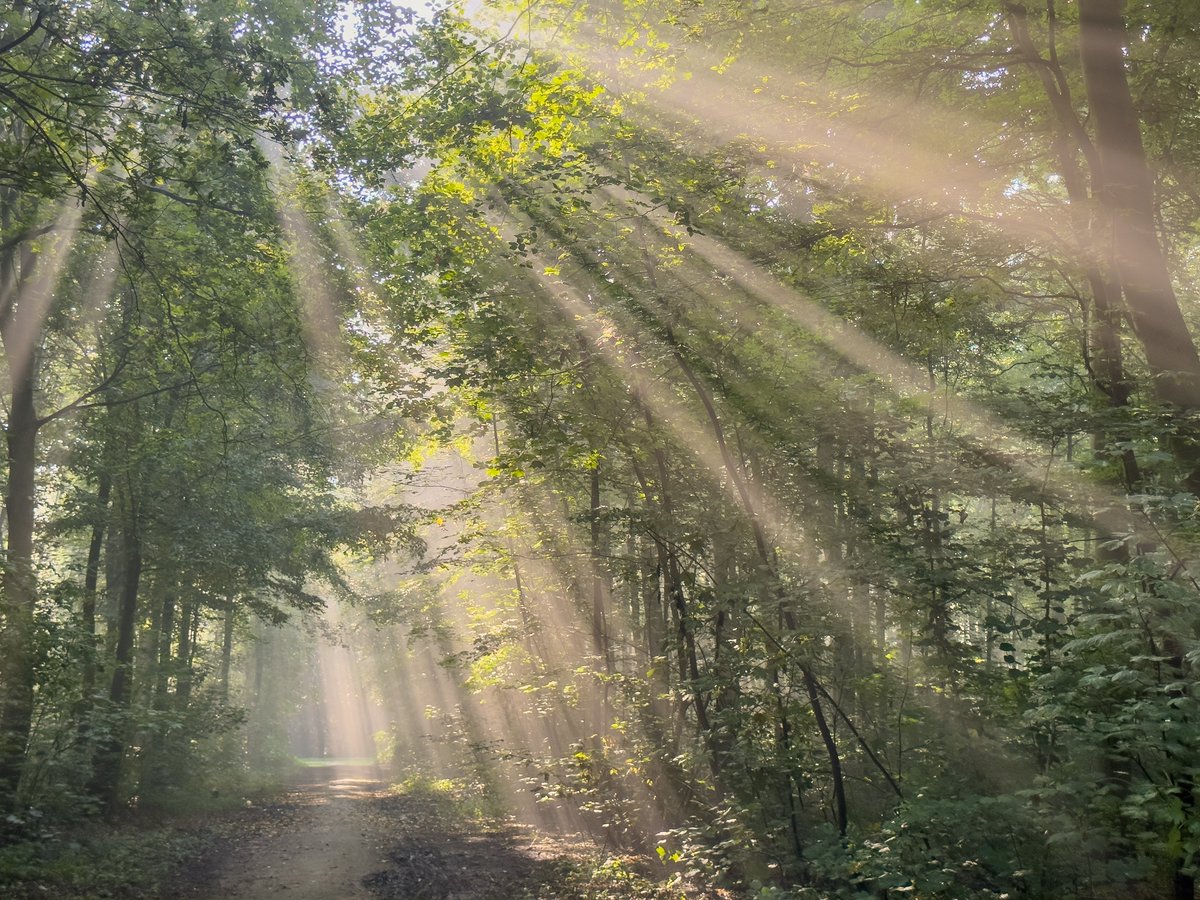 Prachtige zonneharpen vanochtend in het bos. #swifterbant @flevolandweer