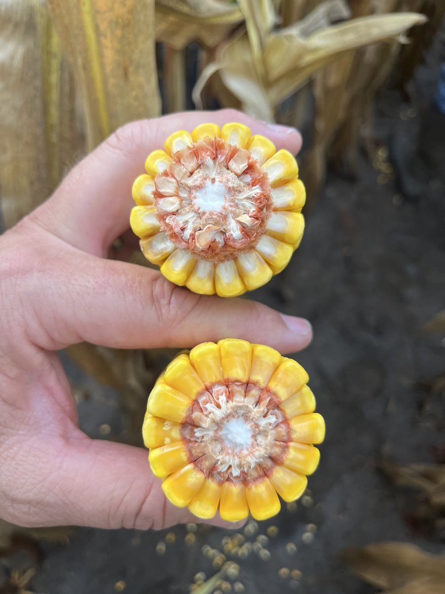 Andy Ackley tweet media