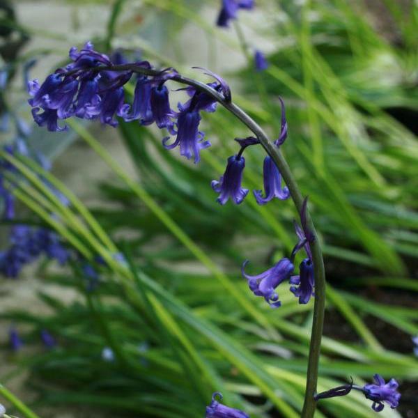 BulborumRoland's tweet photo. Bluebell True Species (Not H. hispanica or x massartiana)
@JohanvScheepen
#hyacinthoidesnonscripta #bluebells #flowerbulbs #garden #flower #gardening #flowers #gardeningtwitter #plants
My bulb collection:https://t.co/tSQBG9J2IA My True Bluebell collection: https://t.co/sAePb7ftD4 https://t.co/sg00AB7Ptp