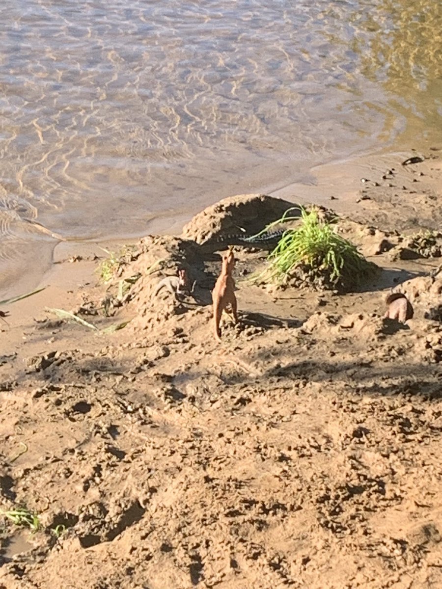 Leute, ich sitze gerade im Hubschrauber zum Jurassic Park! Das wird so aufregend!! 🤩