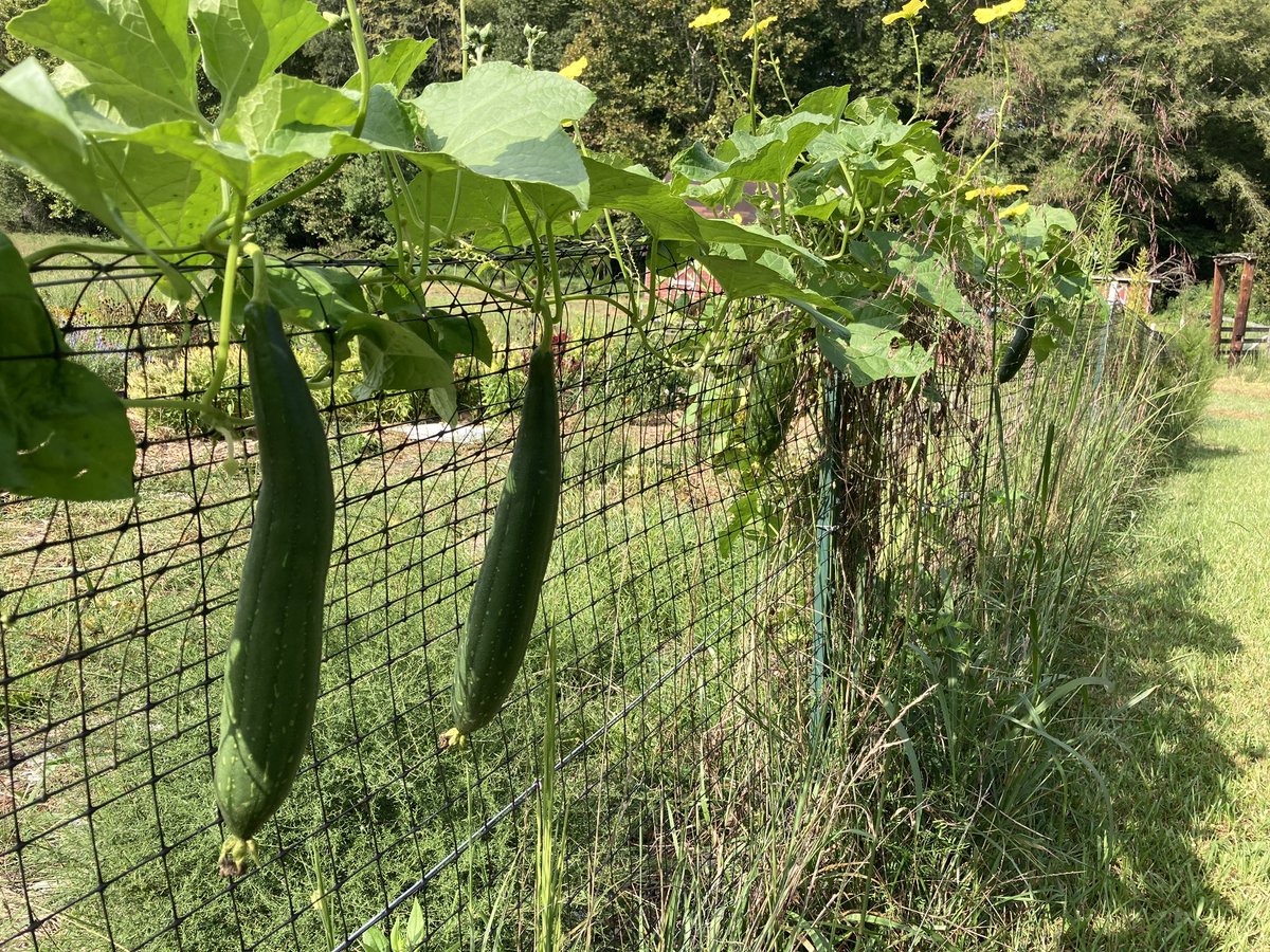 Yonder Farm tweet media