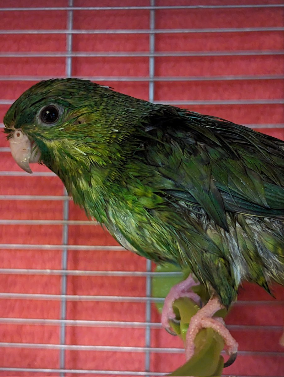 NovA1990's tweet photo. Wet Chicken ๐
#lineolatedParakeet #Linnie #linnies https://t.co/Q0JCICo8Vn