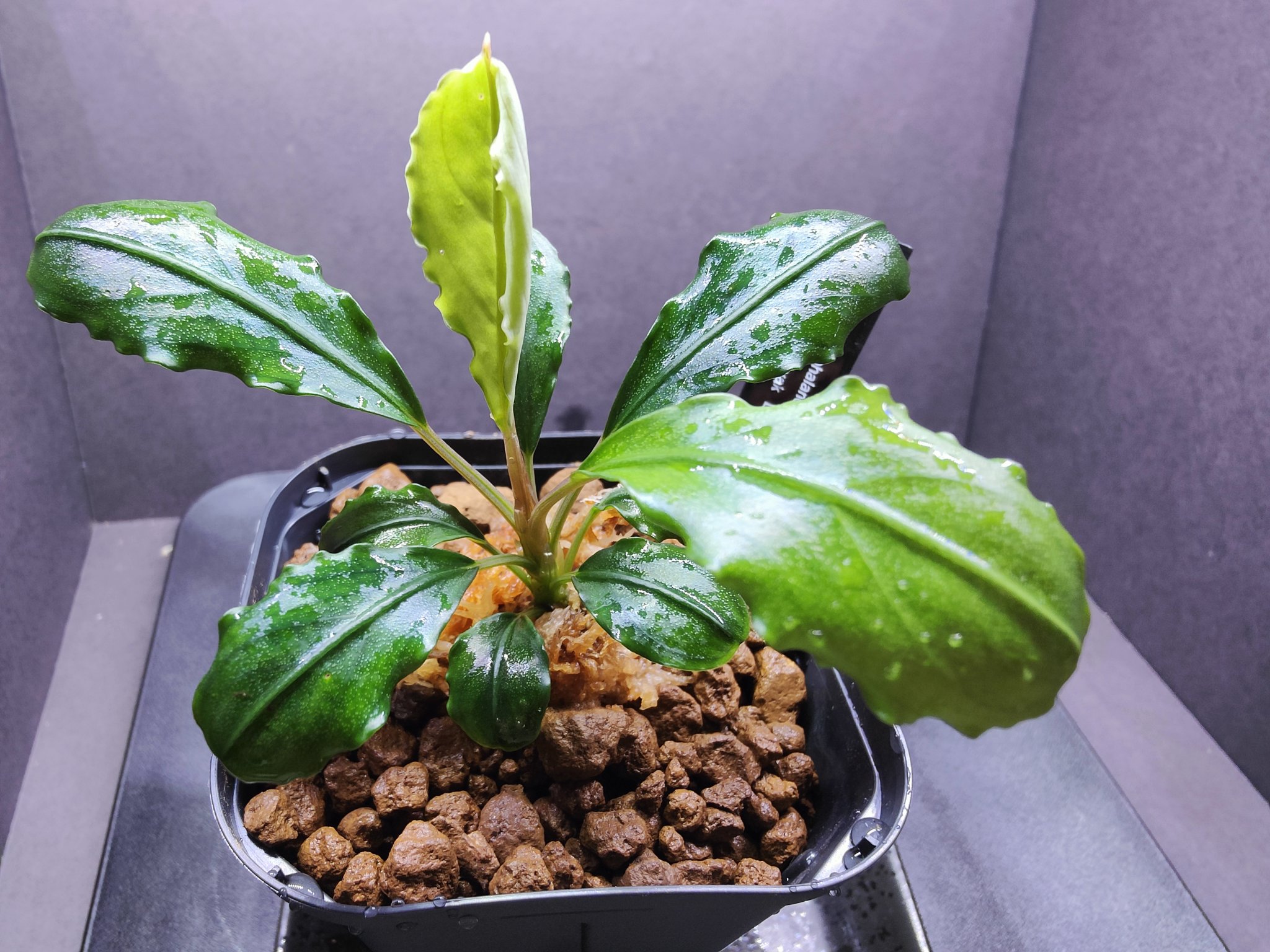 Bucephalandra sp. Sungai Mahap TZ便 Bucephalandra sp. Sungai Mahap TZ便 Bucephalandra sp. Sungai Mahap