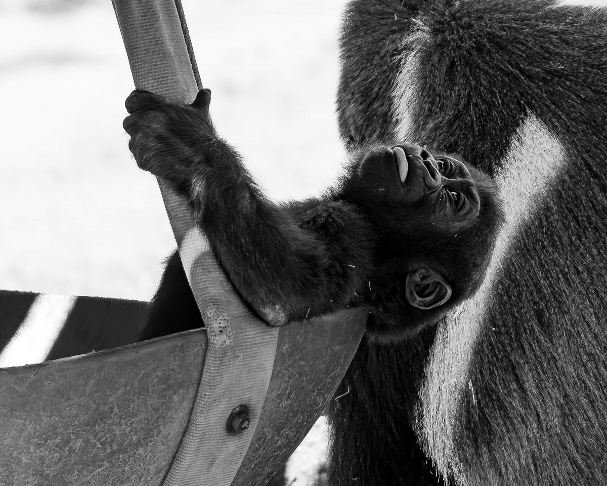 RGPHOTO2's tweet photo. Fort Worth Zoo – Just a swinging, Bruno is really enjoying the swing while his mom Gracie is finishing off a little treat. At 10 months old Bruno is really exploring and interacting with the rest of the troop. 9/2023
#fortworthzoo #bruno #elmo #silverback #gracie #gus #elmo https://t.co/pYeY0SO2hL