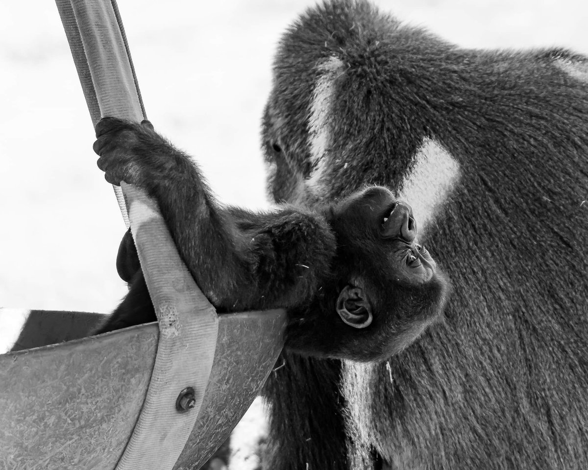 RGPHOTO2's tweet photo. Fort Worth Zoo – Just a swinging, Bruno is really enjoying the swing while his mom Gracie is finishing off a little treat. At 10 months old Bruno is really exploring and interacting with the rest of the troop. 9/2023
#fortworthzoo #bruno #elmo #silverback #gracie #gus #elmo https://t.co/pYeY0SO2hL