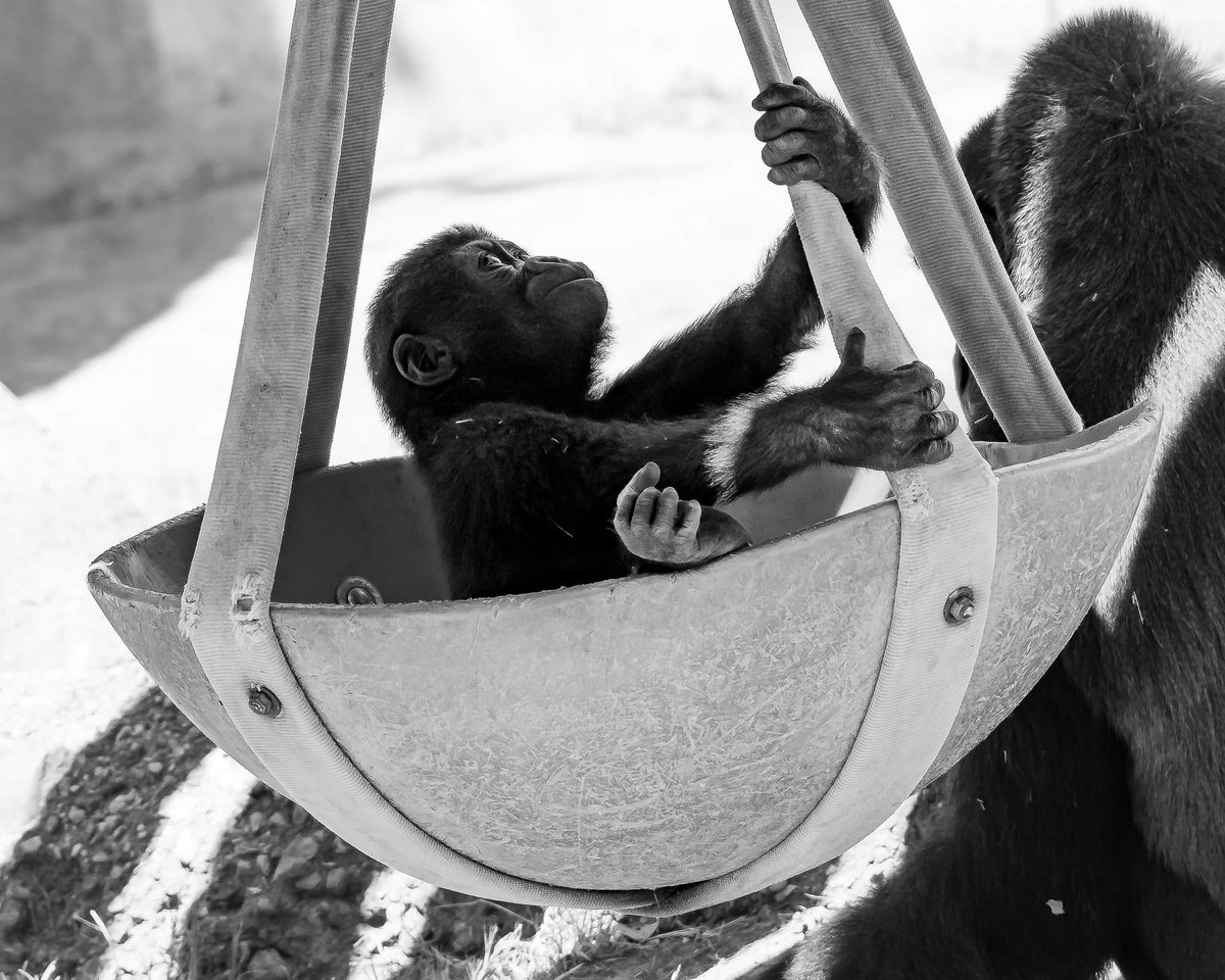 RGPHOTO2's tweet photo. Fort Worth Zoo – Just a swinging, Bruno is really enjoying the swing while his mom Gracie is finishing off a little treat. At 10 months old Bruno is really exploring and interacting with the rest of the troop. 9/2023
#fortworthzoo #bruno #elmo #silverback #gracie #gus #elmo https://t.co/pYeY0SO2hL