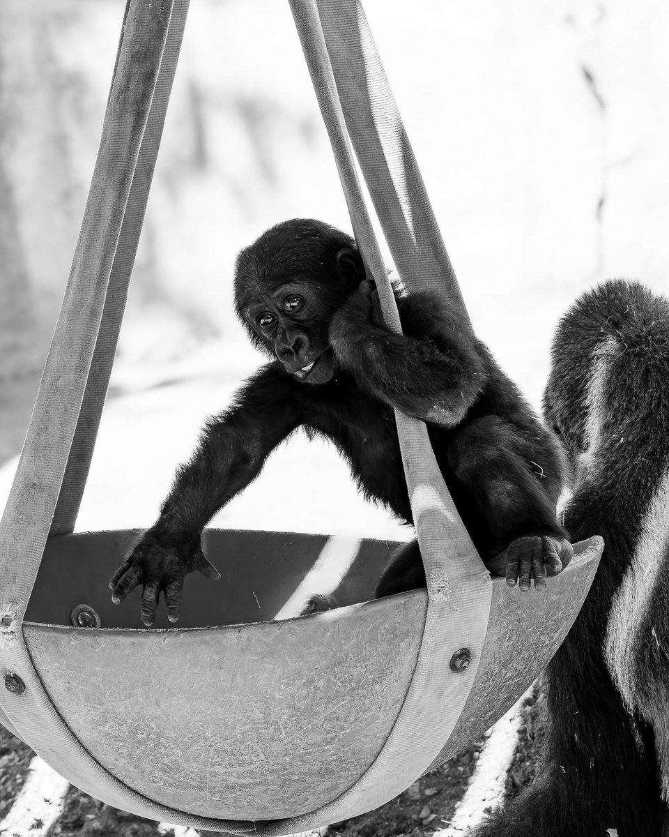 RGPHOTO2's tweet photo. Fort Worth Zoo – Just a swinging, Bruno is really enjoying the swing while his mom Gracie is finishing off a little treat. At 10 months old Bruno is really exploring and interacting with the rest of the troop. 9/2023
#fortworthzoo #bruno #elmo #silverback #gracie #gus #elmo https://t.co/pYeY0SO2hL