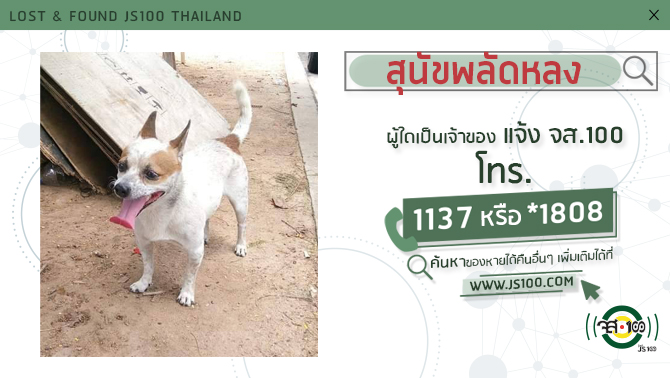js100radio's tweet image. พบสุนัขพลัดหลงที่บริเวณ ธ.กรุงศรีอยุธยา สาขาศรีราชา จ.ชลบุรี ผู้ใดเป็นเจ้าของแจ้ง JS100 โทร *1808 หรือ 1137
js100.com/en/site/lost_f…