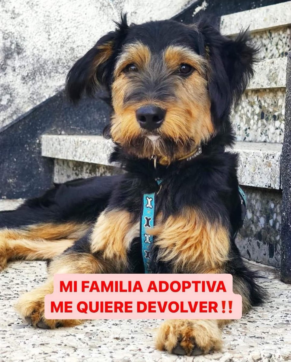 Rescate Animal Ohana tweet media
