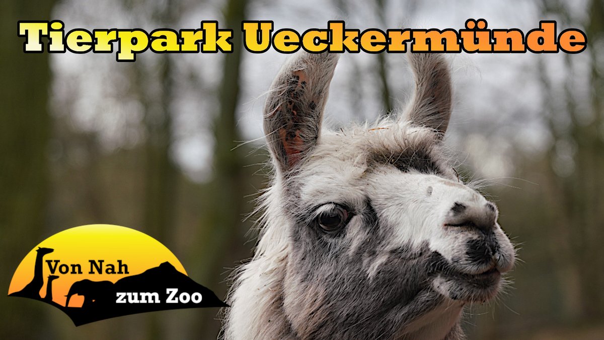 vonnahbisfern's tweet photo. Wir begrüßen euch zum 27. Teil unserer "Von Nah zum Zoo" Reihe, in der wir euch mit auf Rundgänge durch #Zoos, #Tierparks und #Indoorzoos nehmen.😊

Den nächsten Stopp legen wir im #Tierpark #Ueckermünde ein. 😍

https://t.co/wGQ11Aa7DF

#tierparkueckermünde #zoo #lama #tierpark https://t.co/uqDUOBlFe3