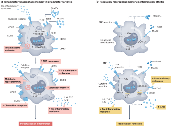 Immune_News's tweet photo. 👀 Weekend review!

Authors from @BIDMChealth provide an up-to-date overview of the memory-like features of #InnateImmune cells in inflammatory arthritis, and the crosstalk between chronic inflammatory milieu and #CellReprogramming.

📚 @NatRevRheumatol: https://t.co/QuNNbXGMZF https://t.co/OU7e0Cst0Q