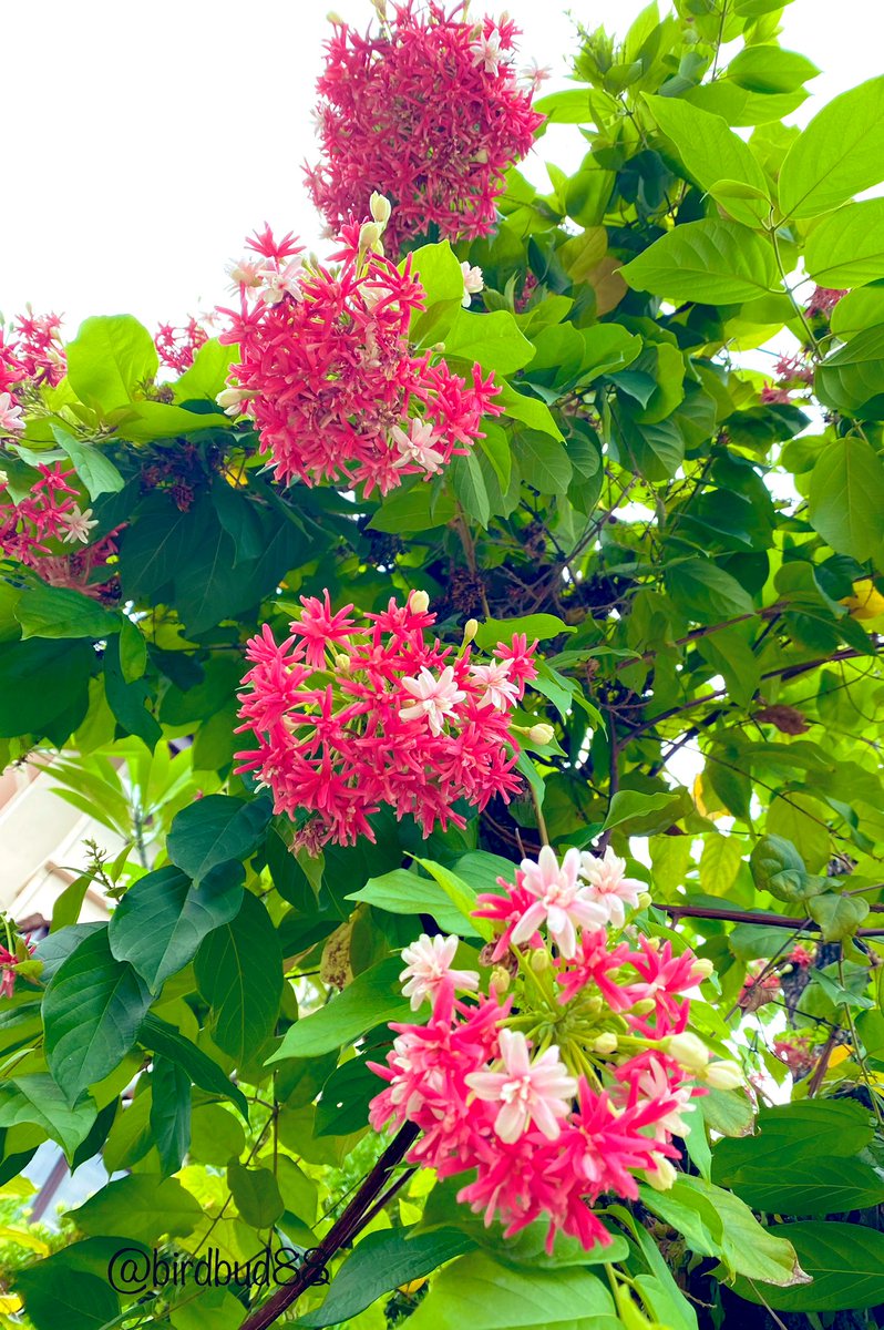 birdbud88's tweet photo. 🌞☕️Twitters🐦Malaysia’s diverse Flora😃#NaturePhotography #TwitterNatureCommunity #TwitterNaturePhotography #nature #Asianflora #Malaysia https://t.co/4k3UkJ4bIT