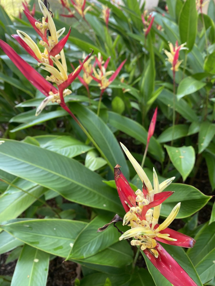 birdbud88's tweet photo. 🌞☕️Twitters🐦Malaysia’s diverse Flora😃#NaturePhotography #TwitterNatureCommunity #TwitterNaturePhotography #nature #Asianflora #Malaysia https://t.co/4k3UkJ4bIT