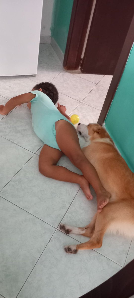 EnzaGerry's tweet photo. Diego dopo1 mese a casa dopo aver trovato finalmente serenità e stabilità  torna indietro Motivo ? Abbaia troppo,morde i piedi del tavolo e delle sedie, è aggressivo Povero amore mio uno scricciolo di solo 1 anno bastava solo un po di educazione e tanta pazienza .Che Peccato😭 https://t.co/pfQZ6bINH6