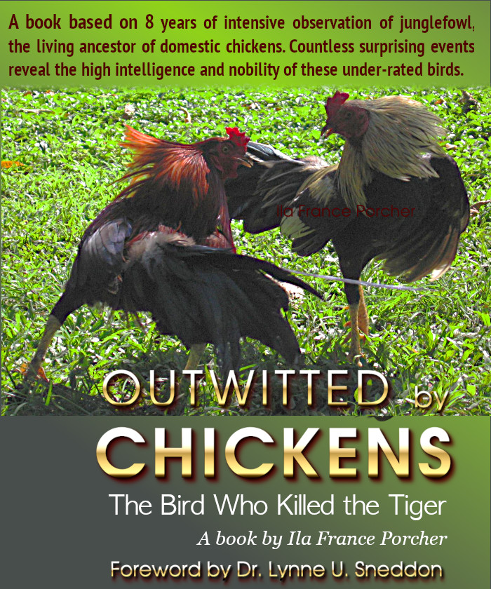 IlaFrance's tweet image. Outwitted by Chickens! Their cleverness, their family devotion, and their violence snap into sharp focus in this saga of the lives of wild birds in #nature, always being stalked by cockfighters. #book #chickens #chickenwelfare amazon.com/dp/B08GYNJL5B