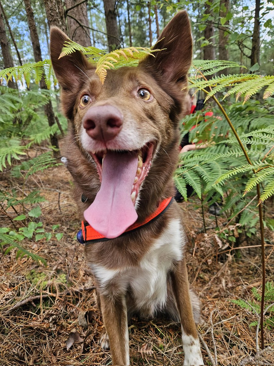 HSARDogs tweet media