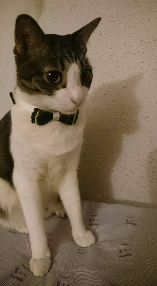 benbenthekitteh's tweet photo. Seriousz #catsofsingapore https://t.co/g35WSkieHb