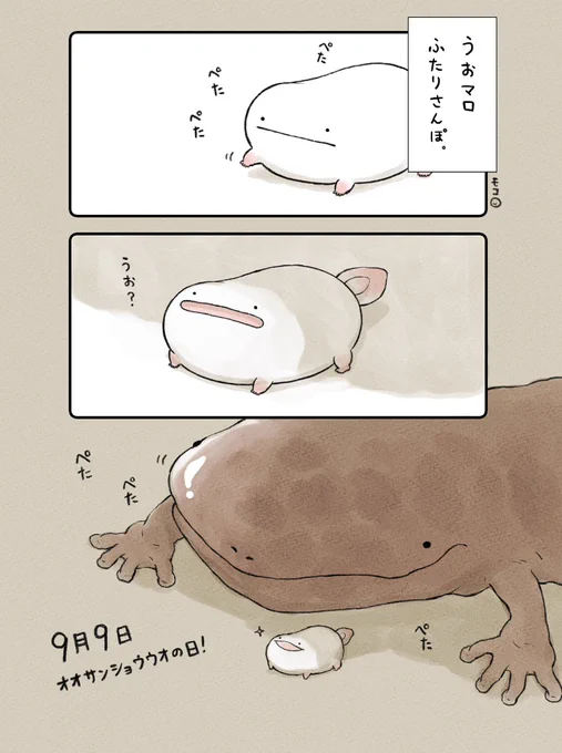 うおマロ、ふたりさんぽ。 #オオサンショウウオの日