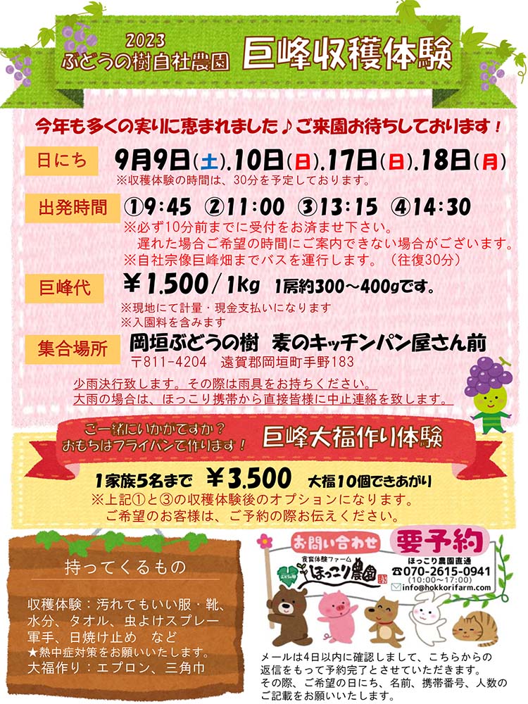 budounoki_group's tweet photo. 自社農園巨峰が最盛期🍇✨
ぶどう収穫やぶどう大福作りはいかがでしょうか？😊
今年の異常気象で少し成りが悪いので、急遽計量を【1カゴ】1.500円でやってます✨(＝お得です😏)
17日の①、③は満席です💦
18日はまだまだ予約受付中です、��待ちしてます💕

#巨峰 #ぶどう収穫 #巨峰収穫 #ぶどうの樹 https://t.co/jzVKL9YA2i