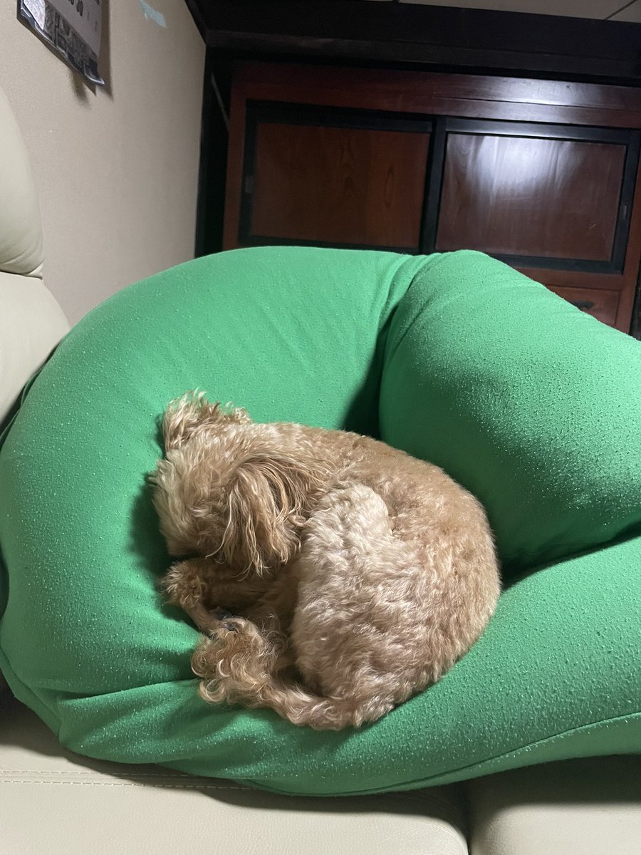 pidorujitcha's tweet photo. Yogiboを使いこなす犬
#Yogiboのある暮らしを1番楽しんでいる犬と繋がりたい
#Yogiboフミフミが至福の時間だと思っている犬と繋がりたい
#トイプードル https://t.co/3dAXn5SgMu